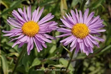 Aster alpinus 'Happy End'