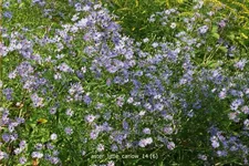 Aster cordifolius 'Little Carlow'