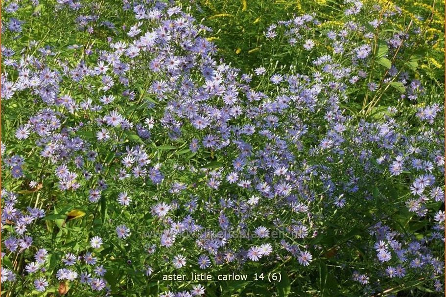 Aster cordifolius 'Little Carlow'