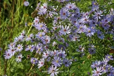 Aster cordifolius 'Little Carlow'