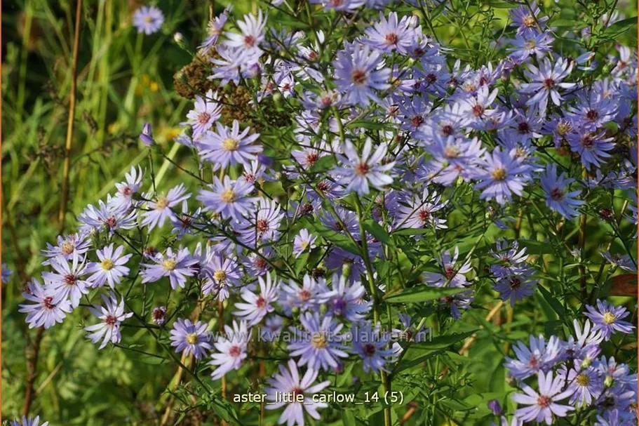 Aster cordifolius 'Little Carlow'