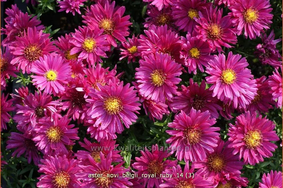 Aster novi-belgii 'Royal Ruby'