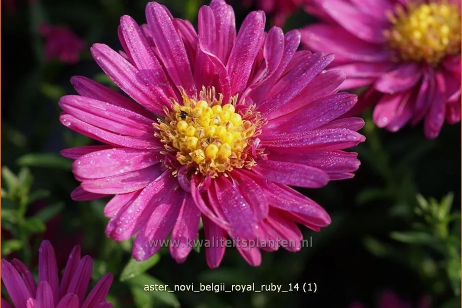 Aster novi-belgii 'Royal Ruby'