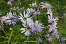 Aster cordifolius 'Little Carlow'