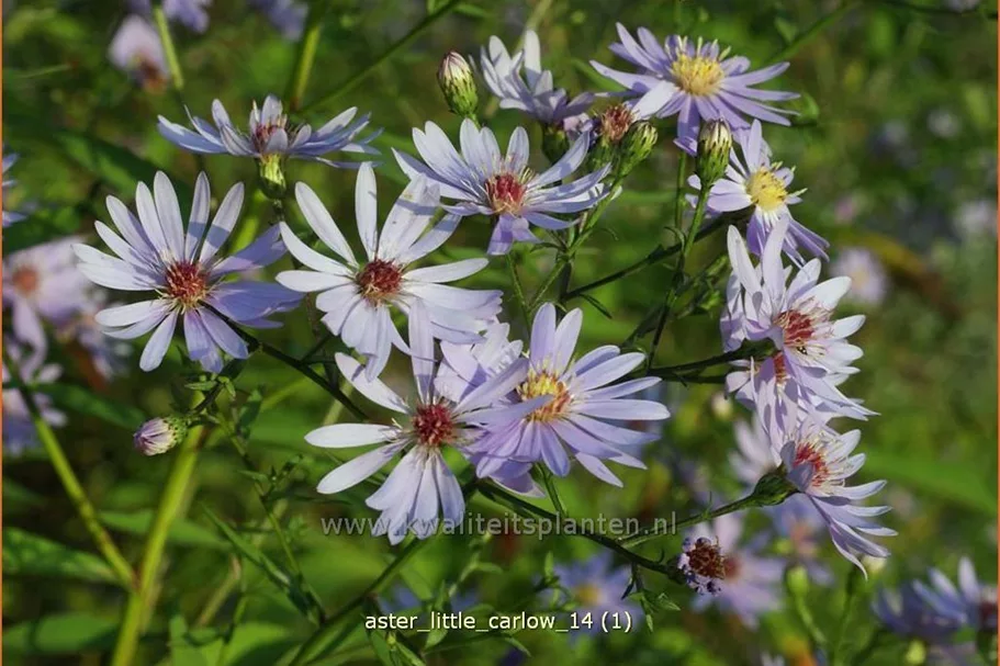 Aster cordifolius 'Little Carlow'
