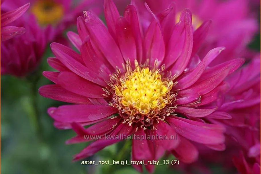 Aster novi-belgii 'Royal Ruby'
