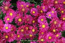 Aster novi-belgii 'Royal Ruby'