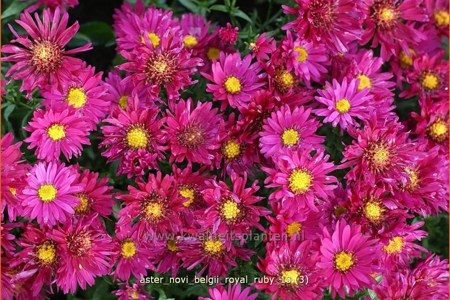 Aster novi-belgii 'Royal Ruby'