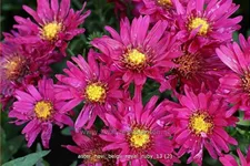 Aster novi-belgii 'Royal Ruby'