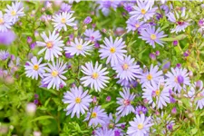 Aster cordifolius 'Little Carlow'