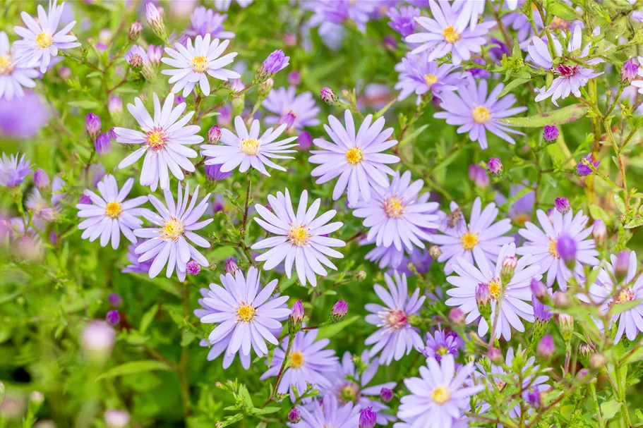Aster cordifolius 'Little Carlow'