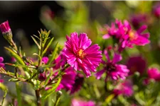 Aster novi-belgii 'Royal Ruby'