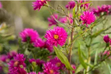 Aster novi-belgii 'Royal Ruby'
