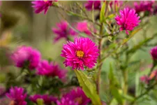 Aster novi-belgii 'Royal Ruby'