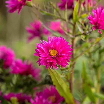 Aster novae-angliae 'Andenken an Paul Gerber'