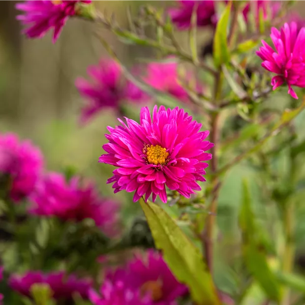 Aster novi-belgii 'Royal Ruby'
