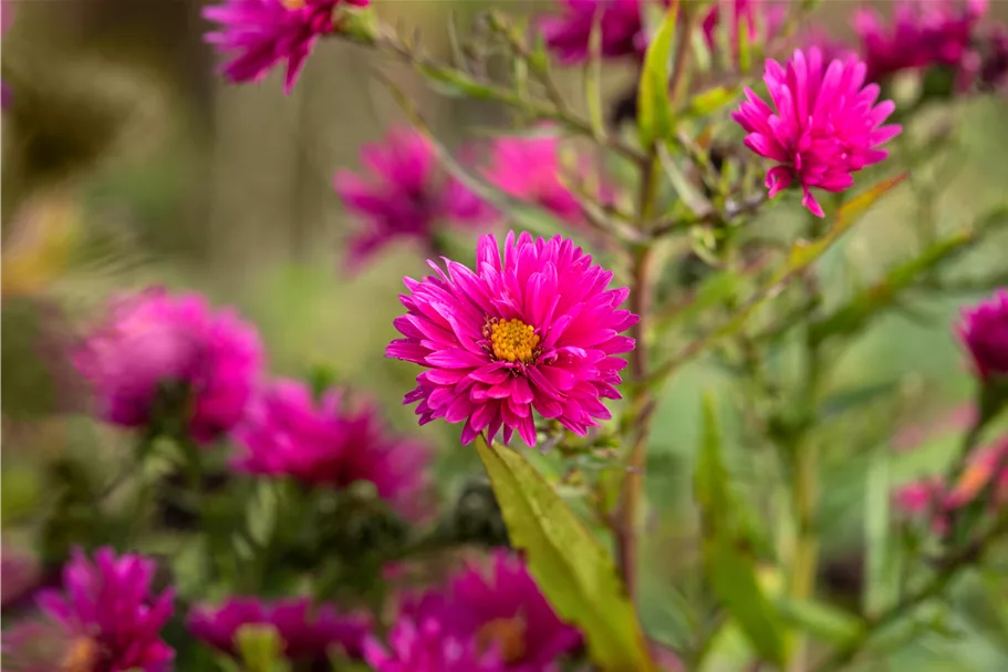 Aster novi-belgii 'Royal Ruby'