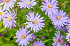 Aster cordifolius 'Little Carlow'