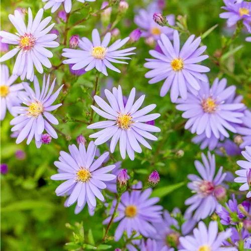 Aster cordifolius 'Little Carlow'