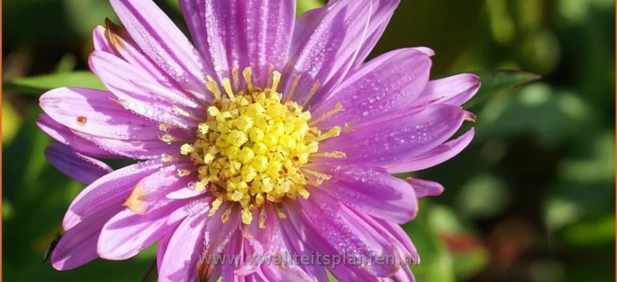 Aster novi-belgii 'Sarah Ballard' Staude im 9x9 cm Vierecktopf