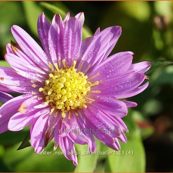 Aster novi-belgii 'Sarah Ballard'