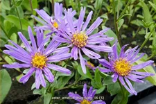 Aster amellus 'Blue King'