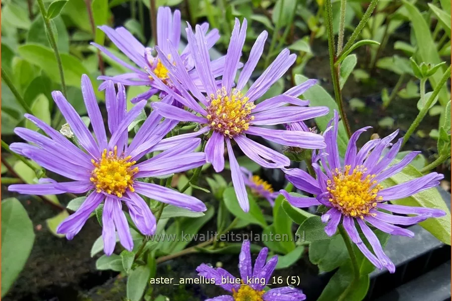 Aster amellus 'Blue King'