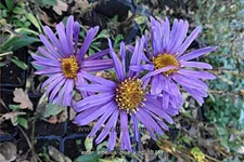 Aster amellus 'Blue King'