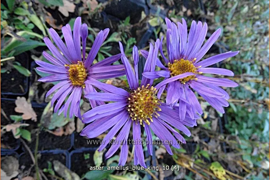 Aster amellus 'Blue King'