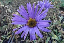 Aster amellus 'Blue King'