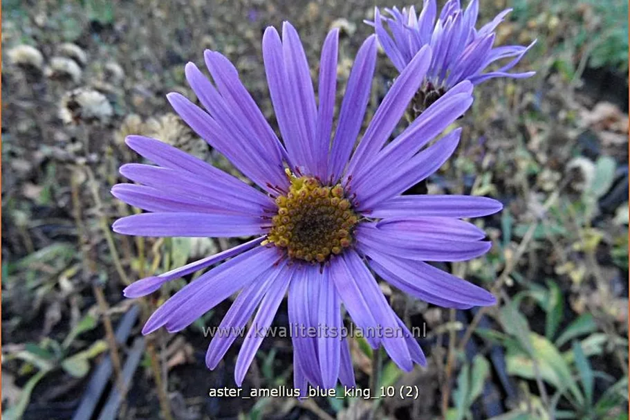 Aster amellus 'Blue King'
