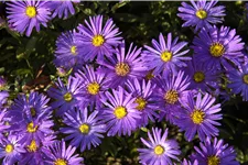 Aster amellus 'Breslau'