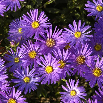 Aster amellus 'Blue King'