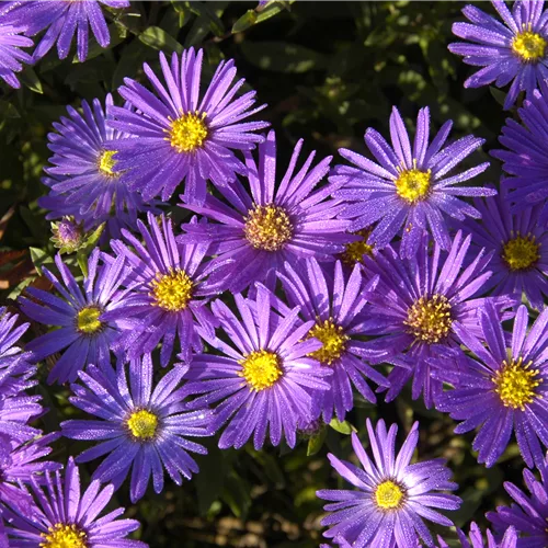 Aster amellus 'Blue King'