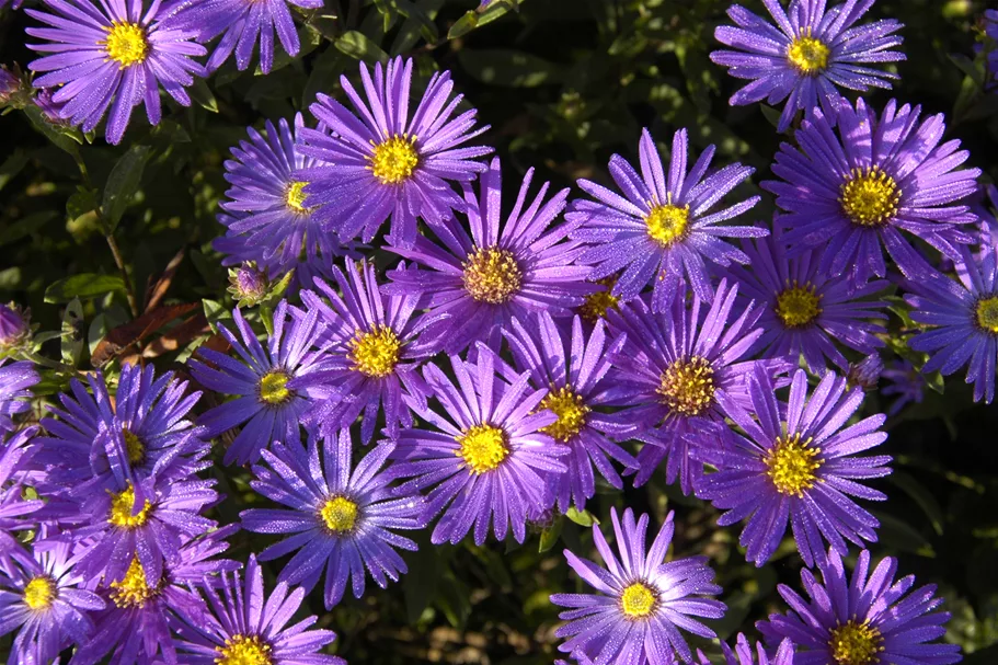 Aster amellus 'Breslau'
