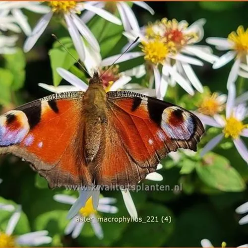 Aster macrophyllus