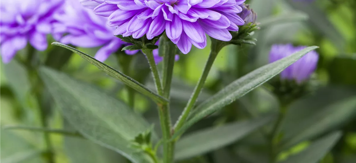Aster novi-belgii 'Schöne von Dietlikon'