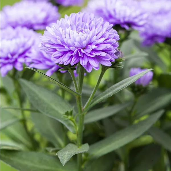 Aster novi-belgii 'Schöne von Dietlikon'