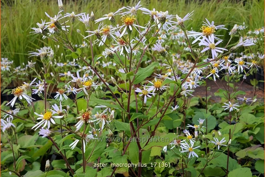 Aster macrophyllus