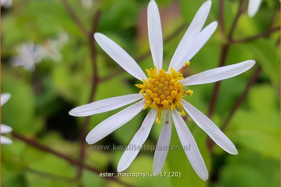 Aster macrophyllus
