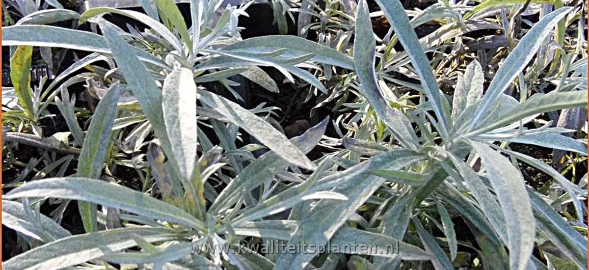 Artemisia ludoviciana 'Silver Queen'