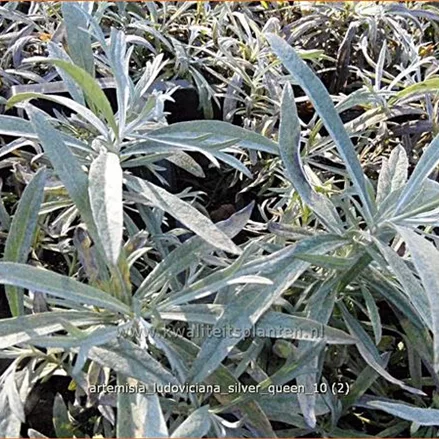 Artemisia ludoviciana 'Silver Queen'