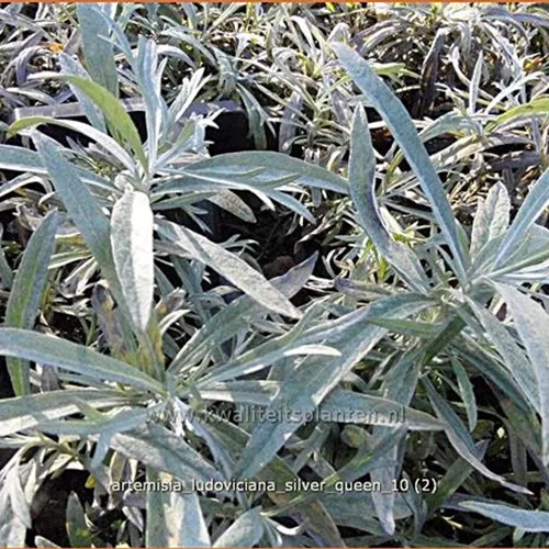 Artemisia ludoviciana 'Silver Queen'