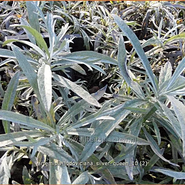 Artemisia ludoviciana 'Silver Queen'