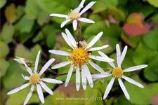 Aster macrophyllus