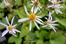 Aster macrophyllus