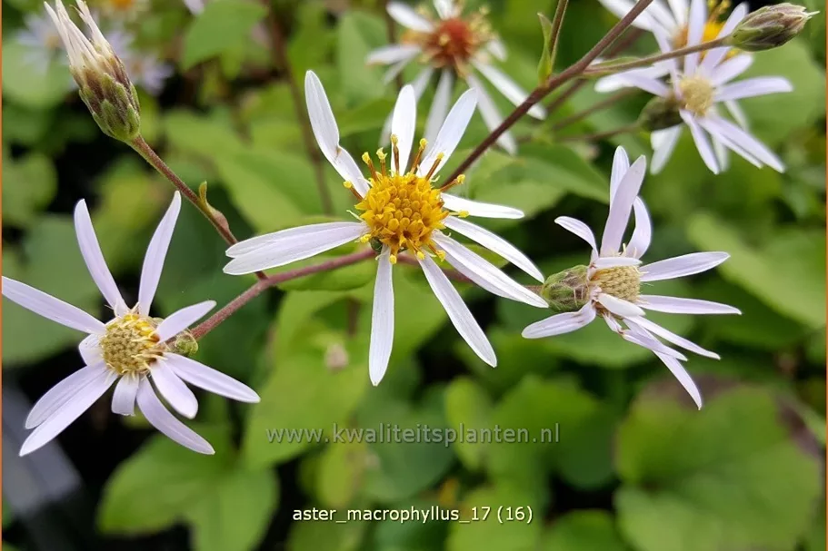 Aster macrophyllus