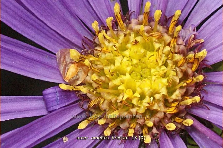 Aster amellus 'Breslau'