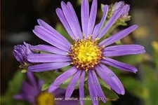 Aster amellus 'Breslau'