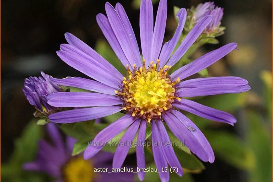 Aster amellus 'Breslau'